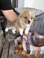 Bailey 3, a female Pembroke Welsh Corgi for sale in Punta Gorda, FL – 6 of 6