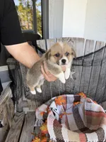 Bailey 2, a female Pembroke Welsh Corgi for sale in Punta Gorda, FL – 6 of 6
