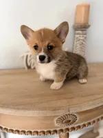 Beau, a male Pembroke Welsh Corgi for sale in Punta Gorda, FL – 2 of 7