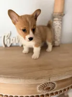 Blair, a female Pembroke Welsh Corgi for sale in Punta Gorda, FL – 2 of 3