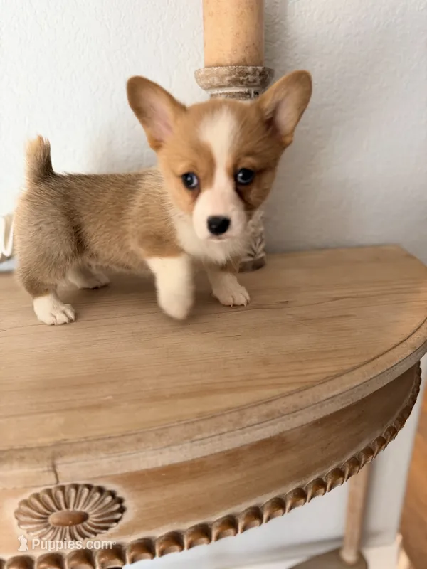 Bailey , a female Pembroke Welsh Corgi for sale in Punta Gorda, FL – 1 of 3