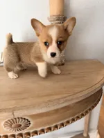 Bailey , a female Pembroke Welsh Corgi for sale in Punta Gorda, FL – 1 of 3