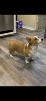 Bo Jr, a male Pembroke Welsh Corgi for sale in Punta Gorda, FL – 9 of 10