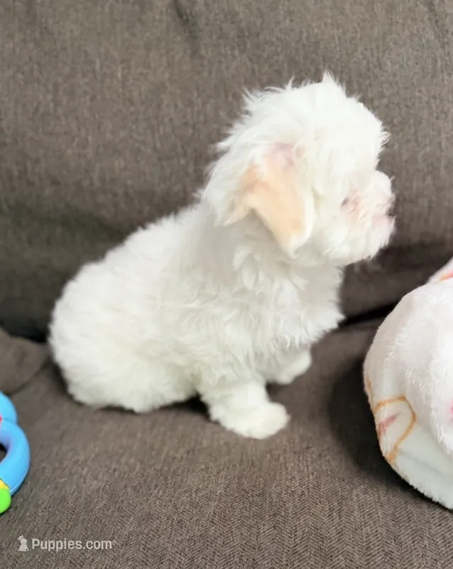 Sammy – Maltipoo, Maltese puppy for sale in Punta Gorda, FL