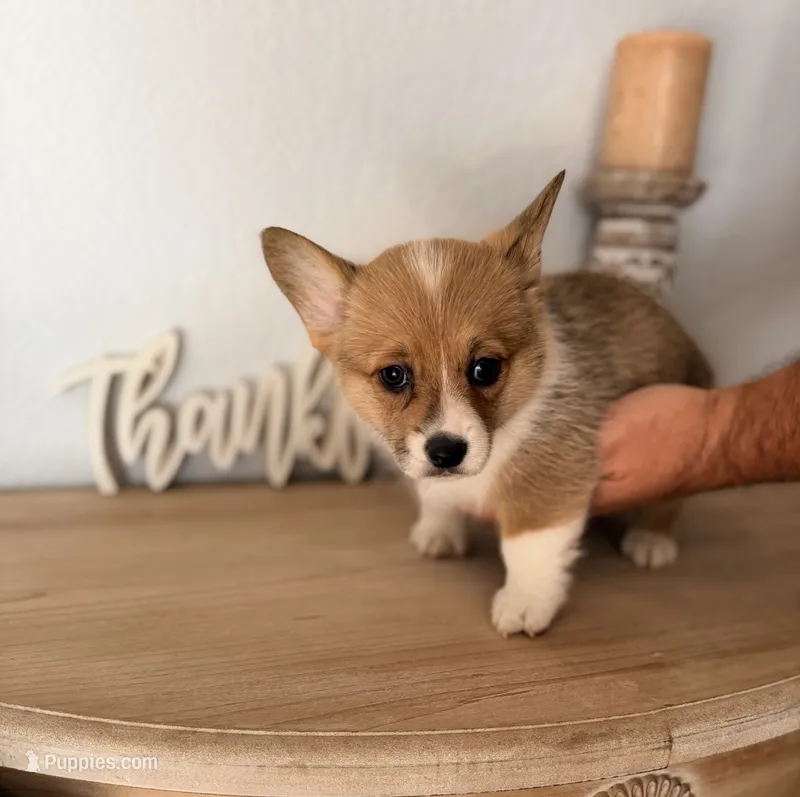 Blakely, a female Pembroke Welsh Corgi for sale in Punta Gorda, FL – 1 of 3