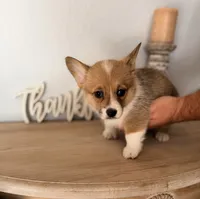 Blakely, a female Pembroke Welsh Corgi for sale in Punta Gorda, FL – 1 of 3