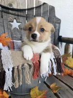 Bailey 3, a female Pembroke Welsh Corgi for sale in Punta Gorda, FL – 3 of 6