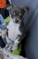 Blue tan white boy, a male Chihuahua for sale in Punta Gorda, FL – Photo 4 of 4