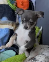 Timmy, a male Chihuahua for sale in Punta Gorda, FL – Photo 5 of 5