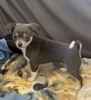 Blue tan boy, a male Chihuahua for sale in Punta Gorda, FL – Photo 1 of 3