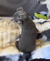 Blue tan boy, a male Chihuahua for sale in Punta Gorda, FL – Photo 3 of 3