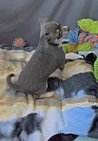 Blue tan boy, a male Chihuahua for sale in Punta Gorda, FL – Photo 2 of 3