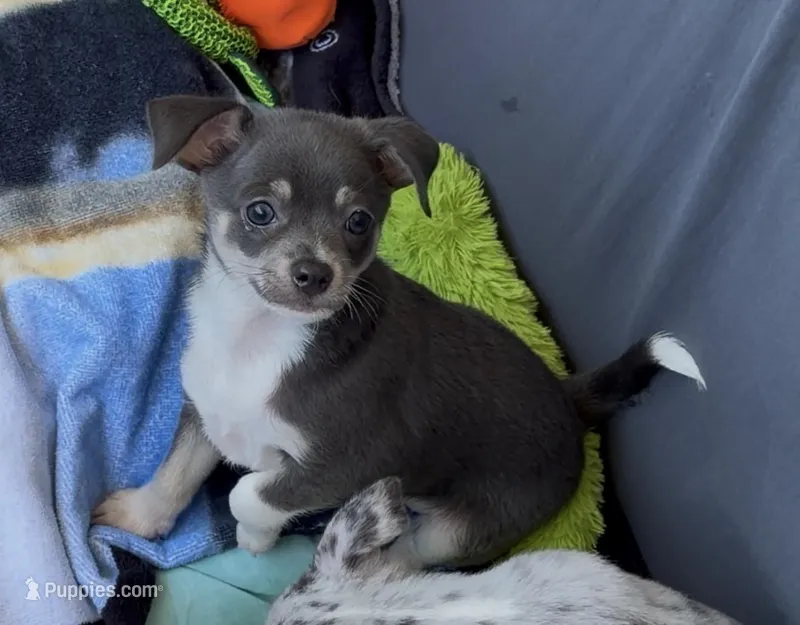 Timmy – Chihuahua puppy for sale in Punta Gorda, FL