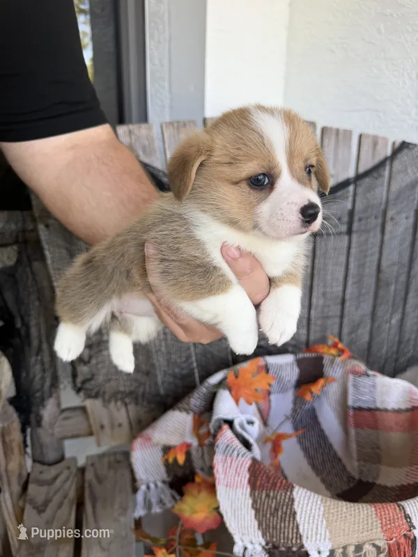 Bailey 4 – Pembroke Welsh Corgi puppy for sale in Punta Gorda, FL