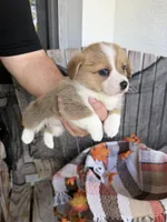 Bailey 4, a female Pembroke Welsh Corgi for sale in Punta Gorda, FL – 1 of 6