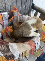 Bailey 5, a female Pembroke Welsh Corgi for sale in Punta Gorda, FL – 3 of 7