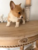 Blair, a female Pembroke Welsh Corgi for sale in Punta Gorda, FL – 3 of 3