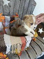Bailey 4, a female Pembroke Welsh Corgi for sale in Punta Gorda, FL – 4 of 6
