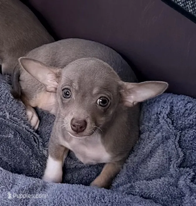 Maximillion – Chihuahua puppy for sale in Punta Gorda, FL
