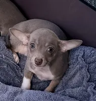 Maximillion, a male Chihuahua for sale in Punta Gorda, FL – 1 of 1