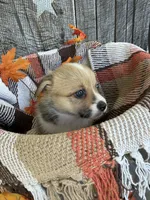 Bailey 2, a female Pembroke Welsh Corgi for sale in Punta Gorda, FL – 3 of 6