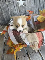 Bailey 1, a female Pembroke Welsh Corgi for sale in Punta Gorda, FL – 5 of 7