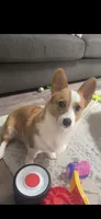 Bo Jr, a male Pembroke Welsh Corgi for sale in Punta Gorda, FL – 8 of 10