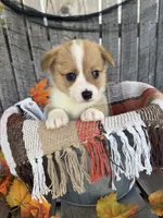 Bailey 4, a female Pembroke Welsh Corgi for sale in Punta Gorda, FL – 5 of 6