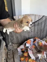 Bailey 5, a female Pembroke Welsh Corgi for sale in Punta Gorda, FL – 7 of 7