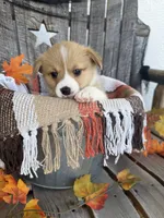 Bailey 5, a female Pembroke Welsh Corgi for sale in Punta Gorda, FL – 2 of 7