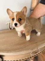 Bristol, a female Pembroke Welsh Corgi for sale in Punta Gorda, FL – 2 of 3