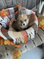 Bailey 2, a female Pembroke Welsh Corgi for sale in Punta Gorda, FL – 5 of 6