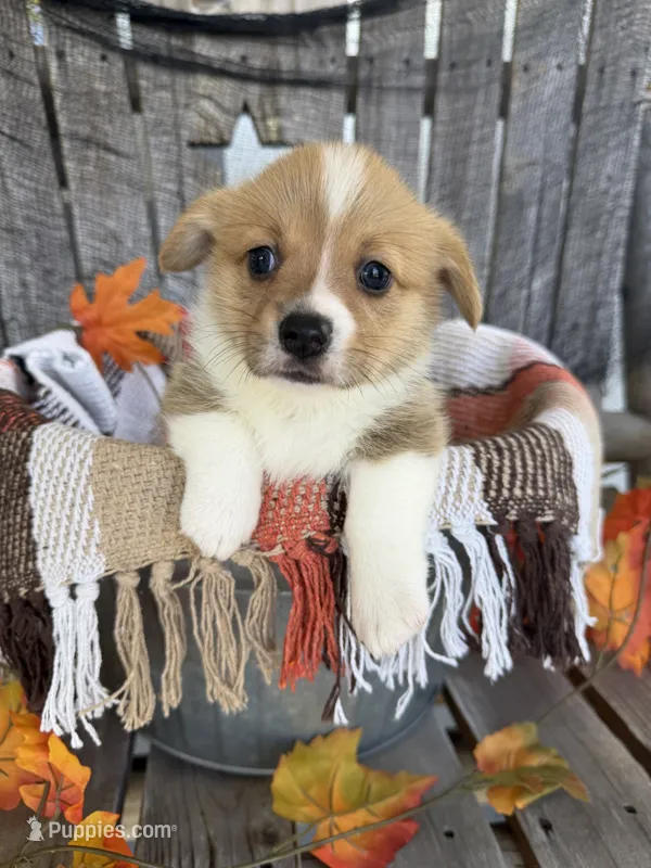 Bailey 3 – Pembroke Welsh Corgi puppy for sale in Punta Gorda, FL