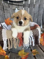 Bailey 3, a female Pembroke Welsh Corgi for sale in Punta Gorda, FL – 1 of 6