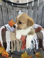 Bailey 3, a female Pembroke Welsh Corgi for sale in Punta Gorda, FL – 4 of 6