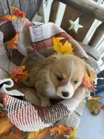 Bailey 5, a female Pembroke Welsh Corgi for sale in Punta Gorda, FL – 6 of 7