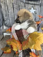 Bo Jr, a male Pembroke Welsh Corgi for sale in Punta Gorda, FL – 2 of 10