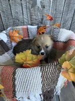 Bo Jr, a male Pembroke Welsh Corgi for sale in Punta Gorda, FL – 5 of 10
