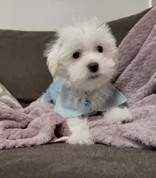 Puppy, a male Maltipoo and Maltese for sale in Punta Gorda, FL – Photo 3 of 4