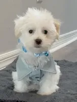 Puppy, a male Maltipoo and Maltese for sale in Punta Gorda, FL – Photo 1 of 4