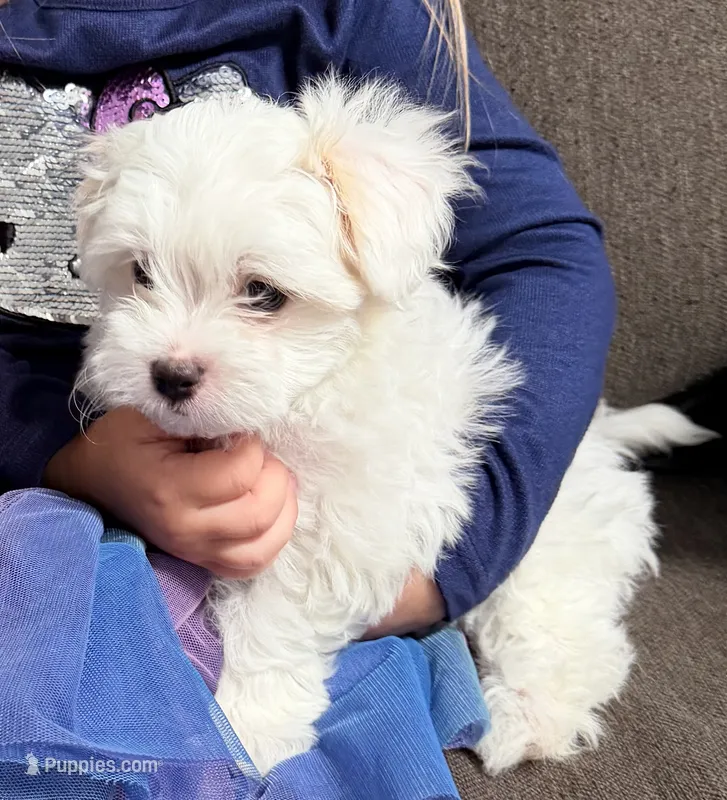 Sammy – Maltipoo, Maltese puppy for sale in Punta Gorda, FL