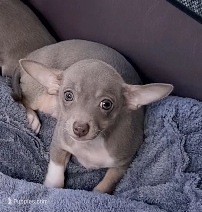 Maximillion – Chihuahua puppy for sale in Punta Gorda, FL