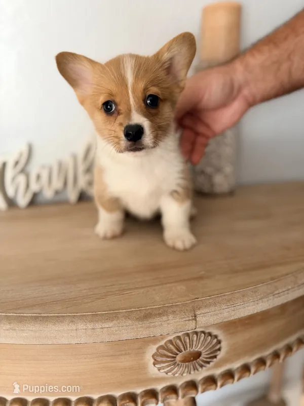 Brynlee  – Pembroke Welsh Corgi puppy for sale in Punta Gorda, FL