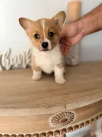 Brynlee , a female Pembroke Welsh Corgi for sale in Punta Gorda, FL – 1 of 3