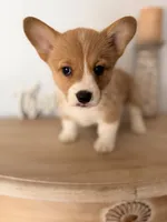 Blair, a female Pembroke Welsh Corgi for sale in Punta Gorda, FL – 1 of 3