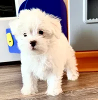 Theo, a male Maltipoo and Maltese for sale in Punta Gorda, FL – 3 of 4