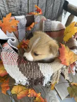 Bailey 5, a female Pembroke Welsh Corgi for sale in Punta Gorda, FL – 4 of 7