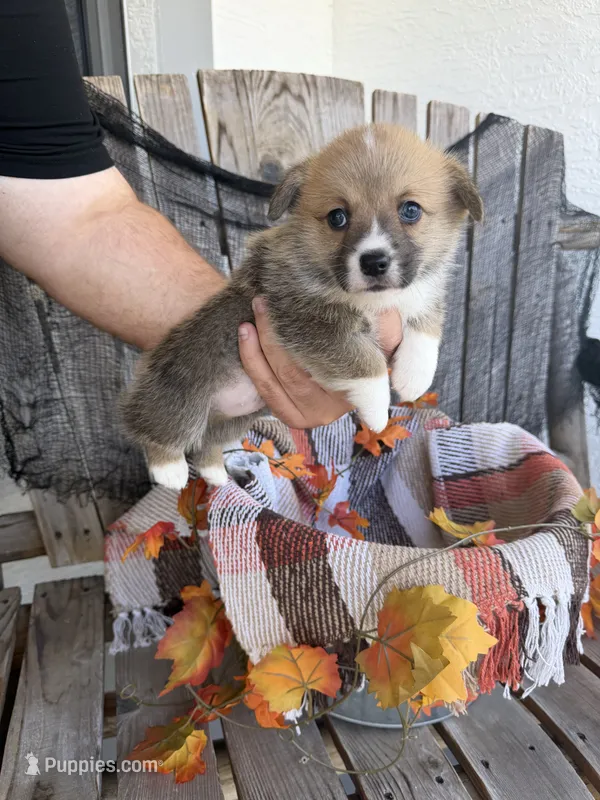 Bo Jr – Pembroke Welsh Corgi puppy for sale in Punta Gorda, FL