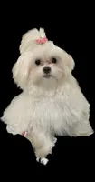Theo, a male Maltipoo and Maltese for sale in Punta Gorda, FL – 2 of 4
