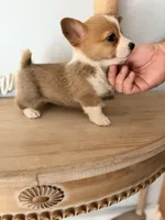 Bailey , a female Pembroke Welsh Corgi for sale in Punta Gorda, FL – 2 of 3